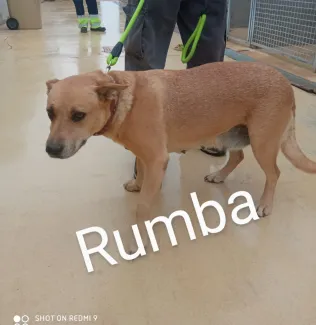 Rumba