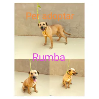 Rumba