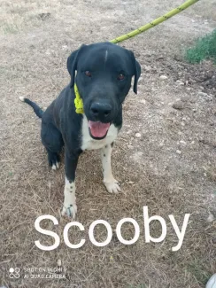 Scooby
