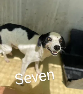 Seven