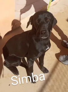 Simba