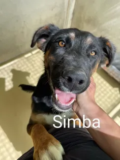 Simba