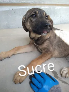 Sucre