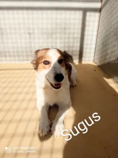 Sugus