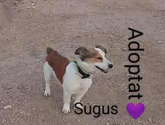 Sugus