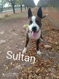 Sultan