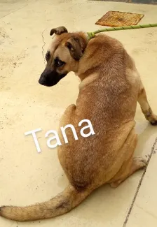Tana