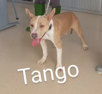 Tango