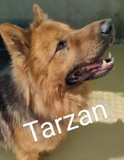 Tarza
