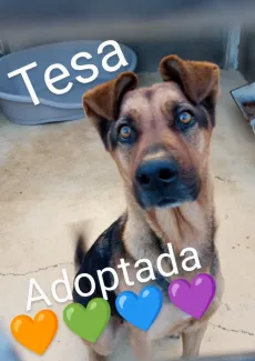 Tesa