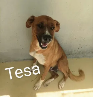 Tesa
