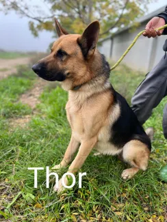 Thor