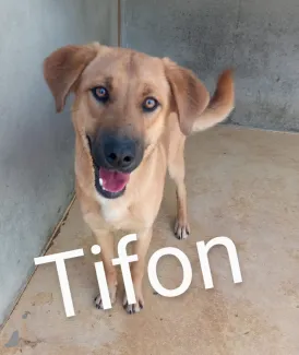 Tifon
