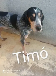 Timó