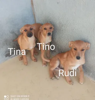 Tina, Tino i Rudi