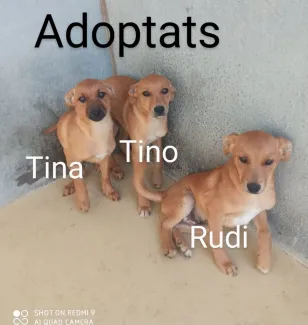 Tina, Tino i Rudi