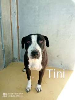 Tini