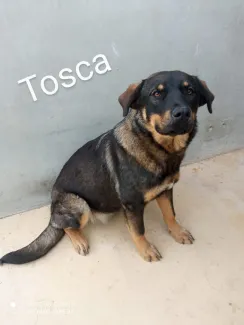 Tosca