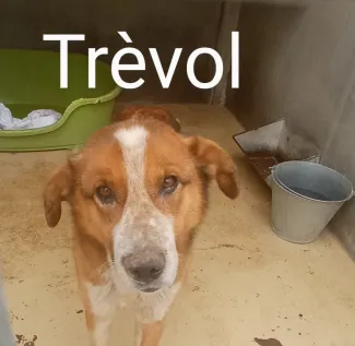 Trèvol
