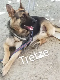 Tretze