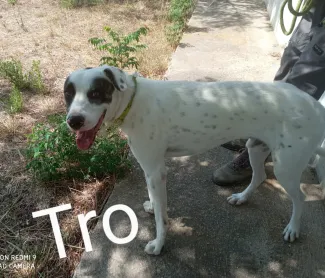 Tro