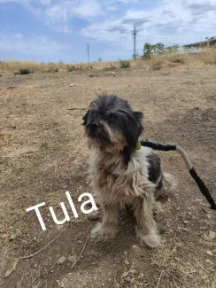 Tula