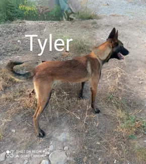 Tyler