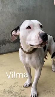 Vilma