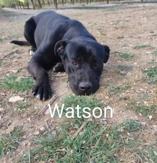 Watson