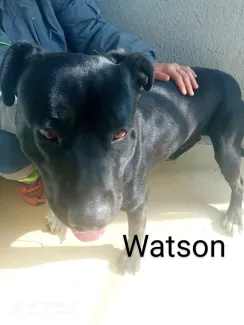 Watson