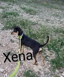 Xena