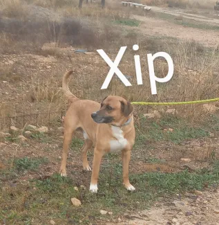 Xip