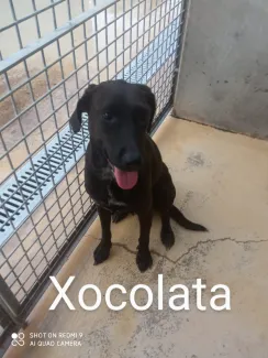 Xocolata