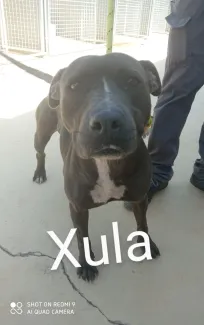 Xula