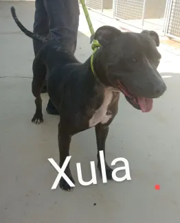 Xula