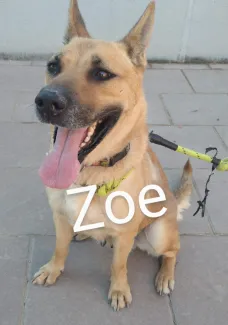 Zoe