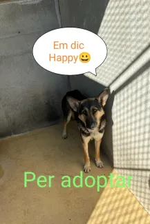 Busco casa. m'ajudes