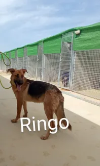 Ringo