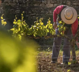 Font: Ruta del Vi de Lleida