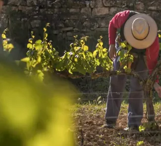 Font: Ruta del Vi de Lleida