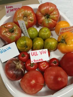 Degustació de varietats de tomàquets