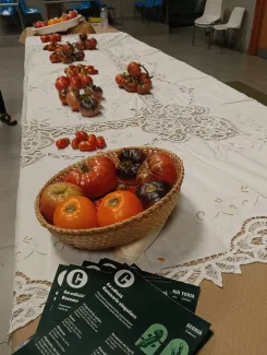 Presentació dels tomàquets a Escenaris Singulars d'Almenar
