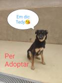 Em vols adoptar, soc molt simpàtic