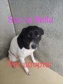 Gossa molt carinyosa per adoptar.