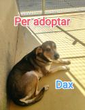 Em vols adoptar, soc molt simpàtic