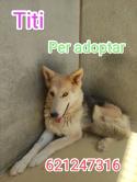 Gossa molt carinyosa per adoptar.