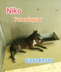 Em vols adoptar, soc molt simpàtic