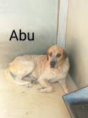Abu