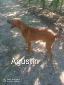 Agustín