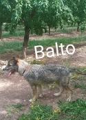 Balto